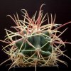 Ferocactus_lecontei